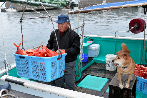 キンメダイを水揚げする徳永さんを船の上で見つめるジョン=高知県奈半利町の加領郷漁港