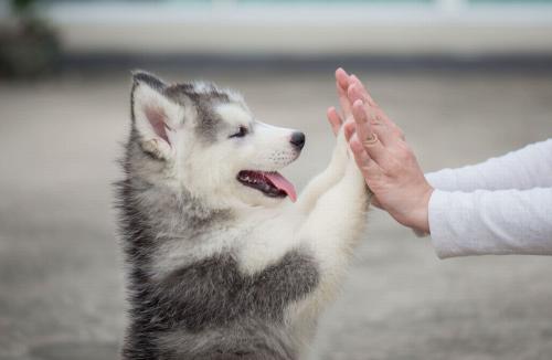 人とのふれ合いで、人に慣れさせる