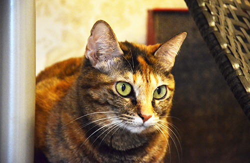 猫は不調を表に出さない