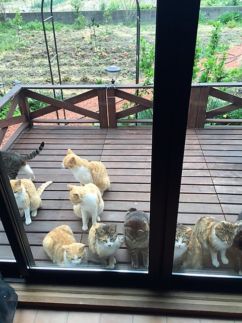 地域猫が集まる里山カフェ「そらいろのたね」