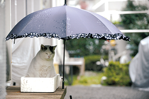 太田家の縁側で雨宿りをする「ぽー」
扶桑社/(C)太田康介