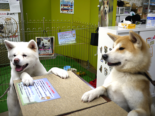 秋田犬保存会がある秋田犬会館では、犬が訪問客をお出迎えしている=秋田県大館市