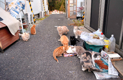 仮設住宅で暮らすネコたち=1月、宮城県山元町