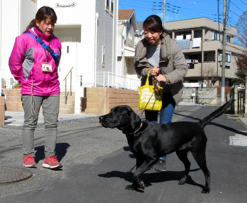 マリンと散歩するパピーウォーカーの庄司里絵さん(右)。東日本盲導犬協会の栗本萌子さんが成長ぶりを確認する=宇都宮市内