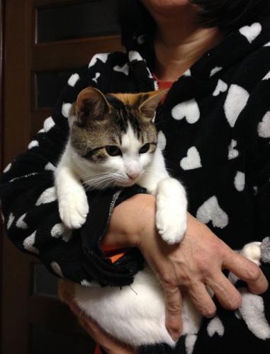 克也さんの妻が命名した、三毛猫みぃ子