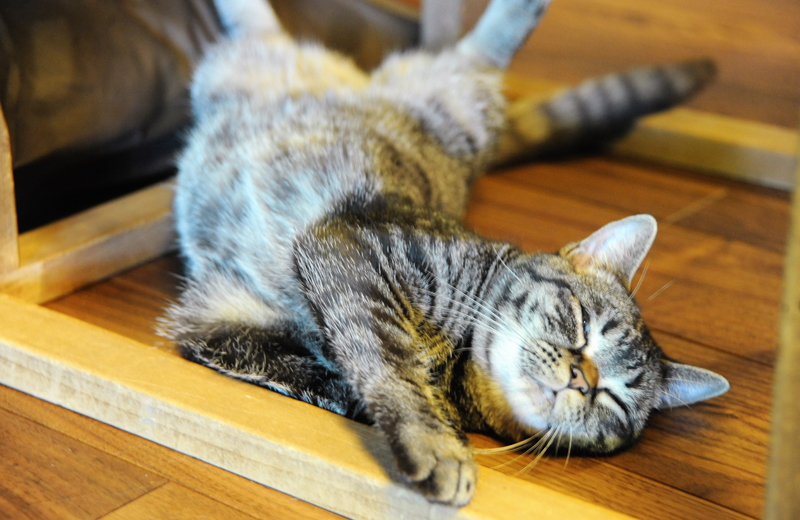 店長の愛猫「ちびこ」がアルバイトとしてお手伝い