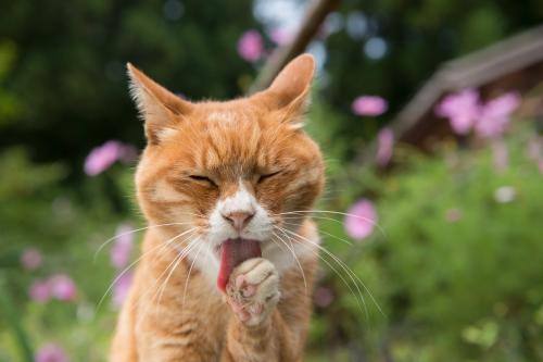 コスモスが咲く飯舘村の秋 写真=上村雄高