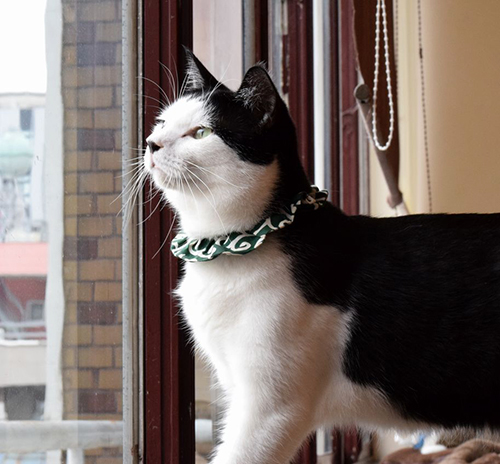 引っ越しは猫にも大きなストレスになる