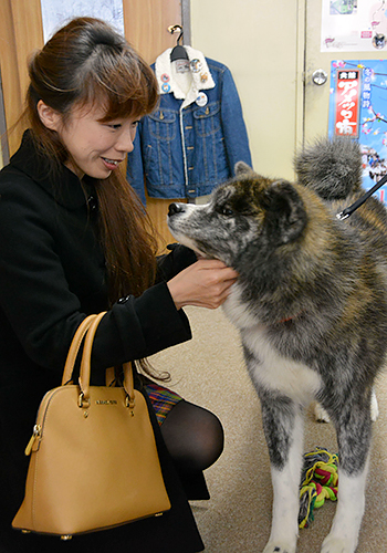 秋田犬「飛鳥」とふれあう来場者=秋田県のJR大館駅前の秋田犬ふれあい処