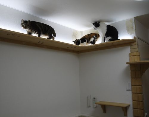 猫たちお気に入りのキャットウォーク