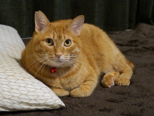 ベッドでくつろぐ「たま」