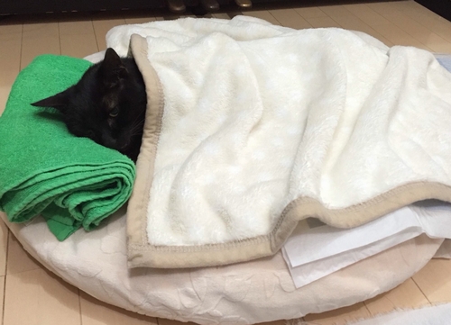 愛さんのお気に入りのクッションで介護されるクロ