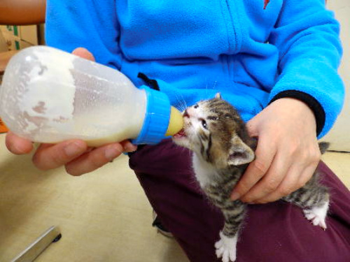 千葉県動物愛護センターに保護された子猫=千葉県衛生指導課提供