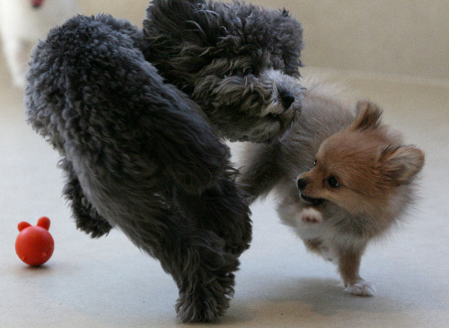 トイプードル(左)、ポメラニアンとチワワのミックス犬=竹谷俊之撮影