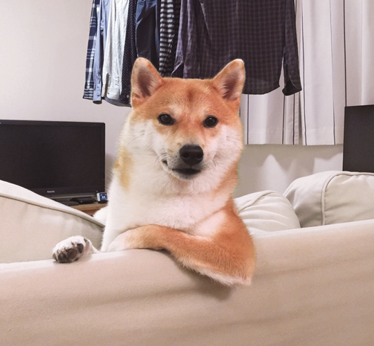 「久しぶりじゃない? どしてたの?」 ポーズを決めるだいふく 写真=後藤隆之介