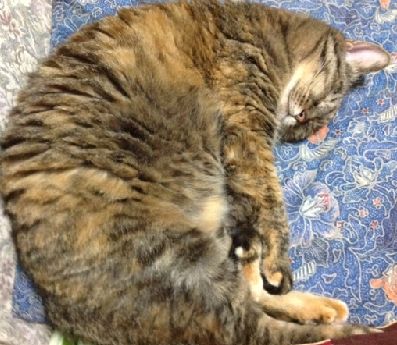 座布団で寝るミーコ 先代猫とよく似ているという