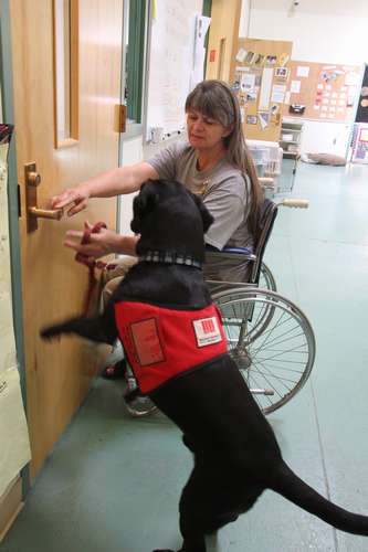 介助犬候補の犬にドアの開閉を教える受刑者 ©大塚敦子