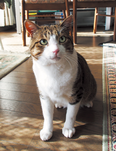 8ヶ月前とは別猫のような美猫に変身