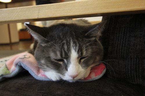 セラピー猫のスモーキーは学生たちの心を癒やす大切な存在