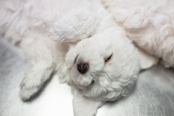 ぐっすり眠る子犬