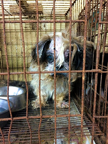 栃木県内の「引き取り屋」で飼育されていたシーズー=日本動物福祉協会提供