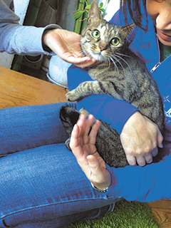 犬猫の里親会(譲渡会)も定期的に開催。詳しい開催情報や参加する動物の情報も、サイトに公開されている
