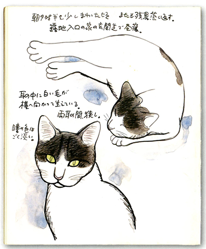 馬場のぼるさんがお気に入りだったねこのスケッチ(こぐま社「馬場のぼる ねこと漫画と故郷と」から)