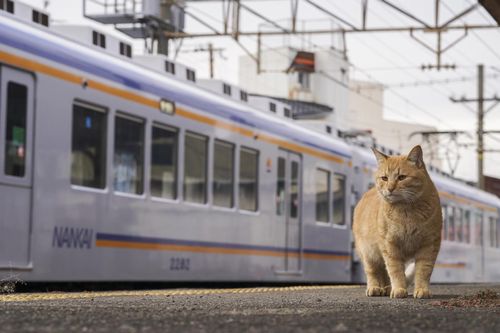 (c)Yasuyuki Saka
