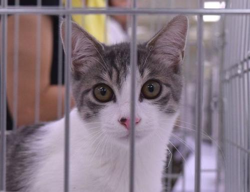 新しい飼い主を待つ保護猫