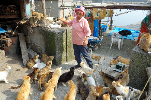 島の猫たちにエサをあげる紙本直子さん=5月30日、愛媛県大洲市青島