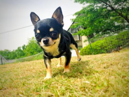購入後に水頭症などの疾患が判明したチワワ