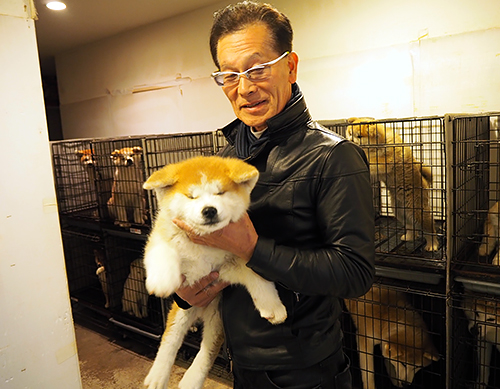 秋田犬の子犬を抱く山口修さん=群馬県高崎市