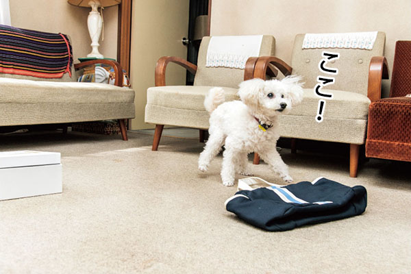 その直後、バッグに隠したアロマオイルのにおいを探知。スタート地点からバッグまでほぼ一直線。速い。