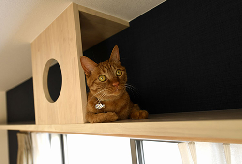 猫の隠れ家