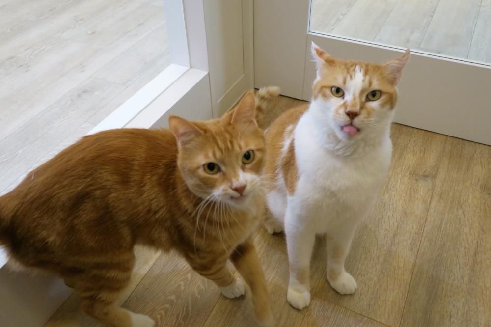 トロとうには同じ場所で保護された仲良しの雄猫コンビ(推定7歳)