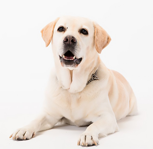 滝川さんの愛犬アリス