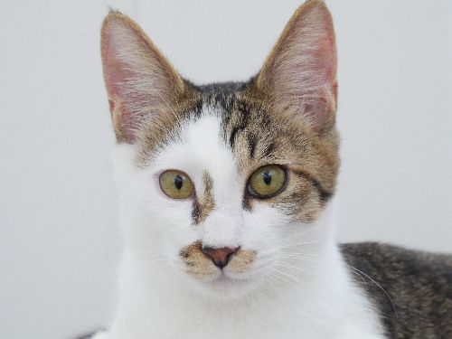 東京キャットガーディアンで