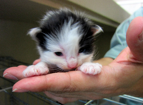 保護され飼い主を求めている子猫=いずれも旭川市動物愛護センターあにまある提供