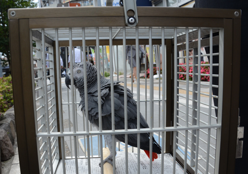飼い主に返された大型インコのヨウム=東京都台東区東上野4丁目