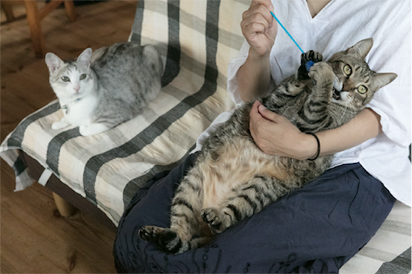 猫じゃらしで遊ぶ「ちゃくろん」と、イケメン「チカ」は窓の外にちらりと姿を見せた友達が気になる様子。去勢・避妊の手術をして世話している野良猫だ。「よく来る2匹は仲良しで、デッキでじゃれあってるのを見かけると和みますね」と斉藤さん