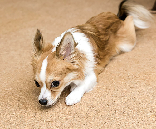 引っ越しは犬にも大きなストレスになる