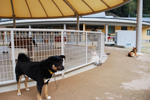 「熊本方式」を参考に犬たちのための動物愛護行政をすすめる山口県下関市。施設は常に清潔に保たれ、犬たちが自由に運動できるサークルも設けられている
