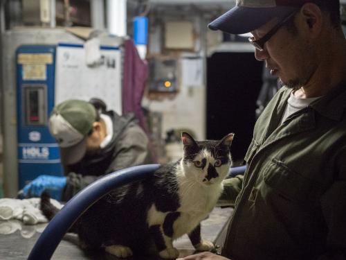 『渋谷ルデコ ねこ写真展』から ©Yurihiro Yoshida