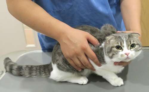 病院で診察を受ける猫