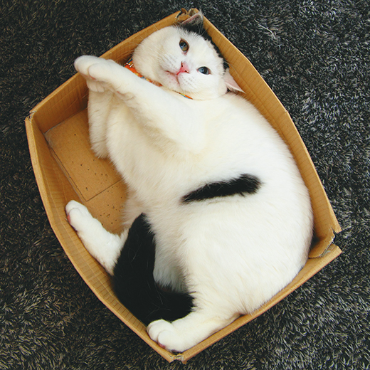体型に合わせて箱が膨らんでいく