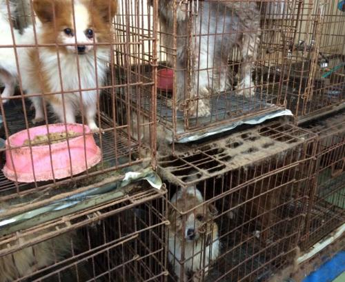 栃木県中部にある「犬の引き取り屋」の様子。施設を確認した獣医師は「鼻をつくような汚物のにおいが充満していた」。掃除の形跡は見られなかったという=2014年冬ごろ、動物愛護団体提供