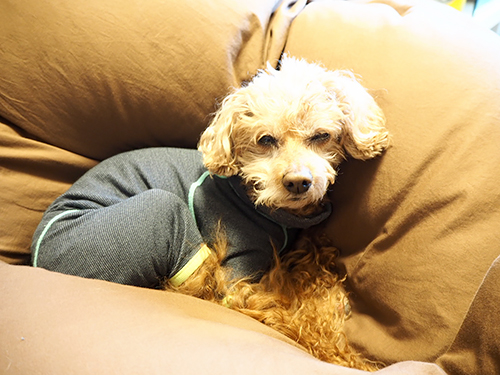 あたち、まだ眠いんですが……。