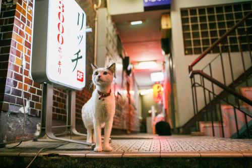 『渋谷ルデコ ねこ写真展』から ©Yasuyuki Saka