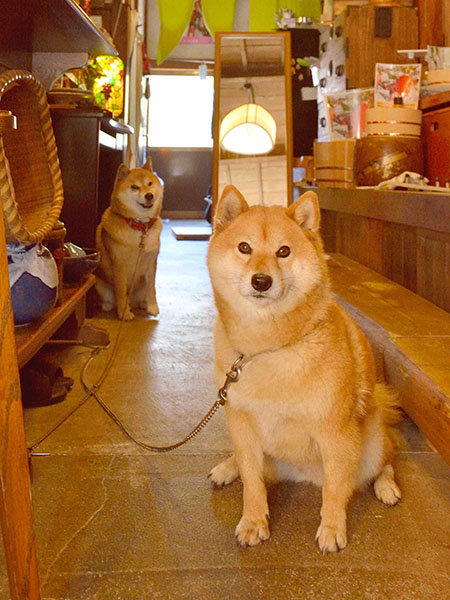 ダム&いかり娘は日中屋外で過ごし、夜になると土間で休んでいる。