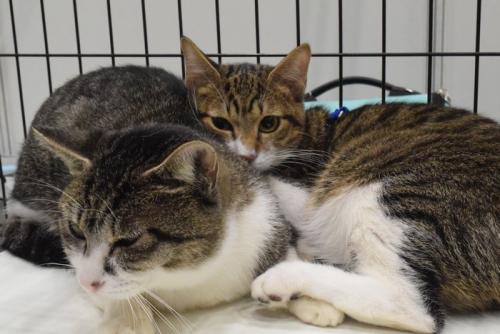 譲渡会に参加した猫たち